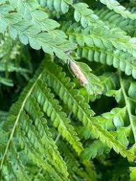 Image result for Dolichos angustifolius