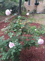 David Austin Rose Olivia Planted On The West Edge Of My Front Yard Garden Under The Shade Of Live Oak And Crape Myrtle T Front Yard Garden Myrtle Tree Plants