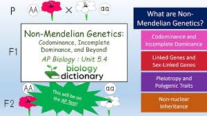 By the end of this section, you will be able to: Non Mendelian Genetics Codominance Incomplete Dominance And Beyond Ap Biology 5 4 Youtube