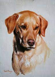 Yellow Labrador Portrait Sample By Hazel Morgan Animal Paintings Canine Art Dog Artist