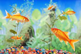 Care Guide Cold Water Fish As Pets Petbarn