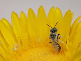 Image result for Isoglossa perdita