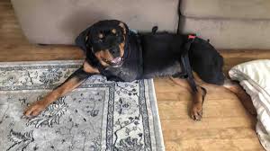 Justice For Milo Dog Wanted In Banning Park Attack Where Puppy Lost Leg Seized By Animal Control The Latest From Wdel News Wdel Com