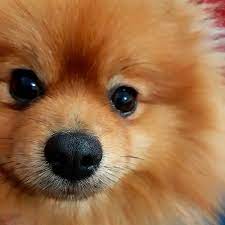 pin pa pomeranian s