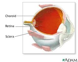 Image result for Choroid