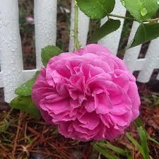 We did not find results for: Old Garden Roses Home Facebook