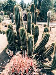 Clovis Botanical Garden Botanical Gardens Beautiful Gardens Thriving Garden