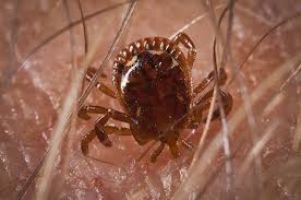 Check spelling or type a new query. Pictures Of Ticks Photo Gallery Of Tick Images Waltham Pest Services