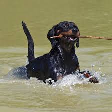 Image result for slovenský kopov