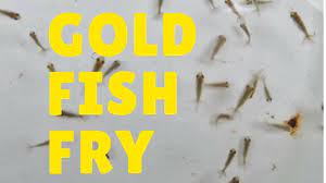Pin On Fancy Gold Fish