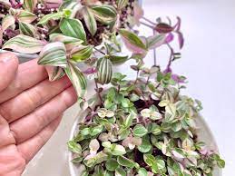 When caring for the callisia repens 'pink lady' it is important to understand the plants watering and soil needs so that it can thrive better. Pin On Chic Planting
