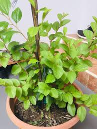 Bidara atau widara (ziziphus mauritiana) adalah sejenis pohon kecil penghasil buah yang tumbuh di daerah kering. Pokok Bidara Sidr Arab Furniture Home Living Gardening Garden Soil Fertilisers On Carousell