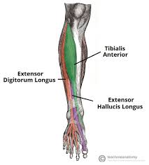 Numerous small lower back muscles exist within your body, and strengthening this muscle group helps you steer clear of back injuries. Muscles Of The Anterior Leg Attachments Actions Teachmeanatomy
