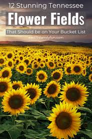Maybe you would like to learn more about one of these? 10 Stunning Sunflower Fields In East Tn East Tn Family Fun