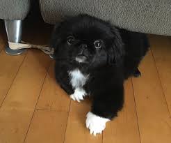 Black And White Pekingese Black And White Cutie Pekingese Puppies Pekingese Pekingese Dogs