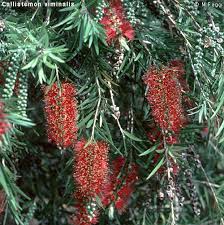 They are not super hard to find. Bottlebrush Callistemon Australian Plant Information