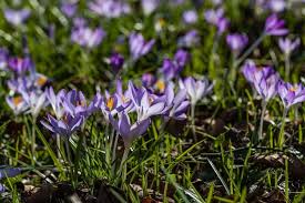 Purple flowers meaning the color purple has always been associated with opulence, uniqueness, and beauty. Amazing Meaning And Symbolism Of Crocus Flower And Color Florgeous