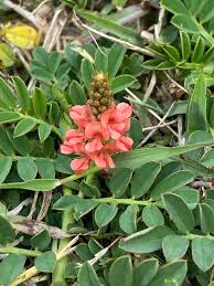 Image result for Indigofera spicata