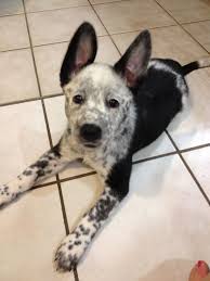 Australian Cattle Dog Black And White Australian Cattle Dog Awkward Phase Hahah Australian Cattle Dog Dogs Cattle