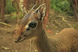 I dik dik biography many pop bands from the sixties had to face the new musical tastes at the turn of the seventies, and i dik dik were one of these, and like i giganti and equipe 84, they kept the. Kirk S Dik Diks Meet Them At Zoo Leipzig