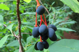 Image result for Ormocarpum schliebenii