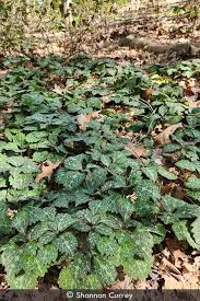 Image result for Pachycarpus spurius