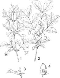 Check spelling or type a new query. Honeysuckle Wikipedia