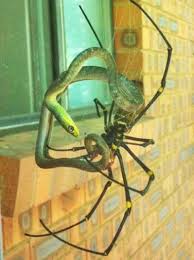 Black And Yellow Striped Spider Australia This Spider Is From The Genus Nephila And Was Photographed In Australia It S Really Big Spider Meanwhile In Australia Bones Funny