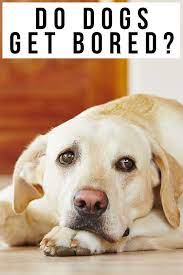 Do Dogs Get Bored Understanding And Preventing Boredom In Dogs Bored Dog Dogs Dog Behavior