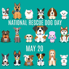 Atlanta pet rescue awards & accolades. Today Is National Rescue Dog Day While Second Life Atlanta Facebook