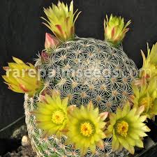 Powder puff cactus needs plenty of sunlight and warm temperatures. Mammillaria Solisioides Buy Seeds At Rarepalmseeds Com