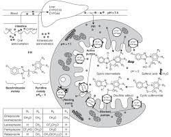 general chemical structure and mechanism of action of proton