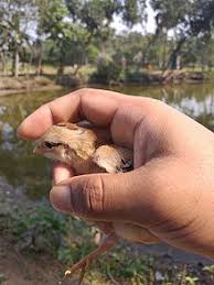 Poultry Farming Wikipedia