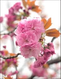Jenis jenis bunga sakura di indonesia. Bunga Sakura Jenis Waktu Mekar Lokasi Di Indonesia