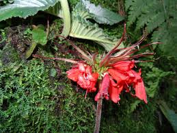 Image result for Streptocarpus myoporoides