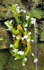 Image result for Angraecum distichum