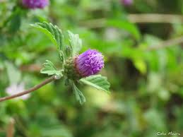 Image result for Centratherum