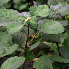 Image result for Manostachya