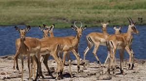 Qualität hat bei uns höchste priorität, daher nutzen wir hochwertige materialien für ein qualitatives endergebnis. Namibia Botswana Rundreise Camping Safari A E Erlebnisreisen