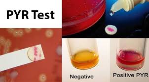 Pin On Bacteries Et Microbio