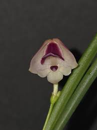 Image result for Polystachya malilaensis