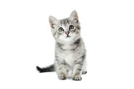 The internet is filled with cats but how about a simple compilations of the cutest kittens ever? When Should I Microchip My Kitten Heartland Animal Hospital