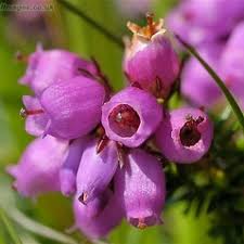 Image result for Erica benguelensis