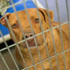 Available Pets At Maricopa County Animal Care Control West Animal Shelter In Phoenix Arizona American Pitbull Terrier Pitbull Terrier American Pit