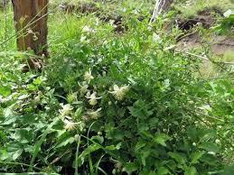 Image result for Clematis brachiata
