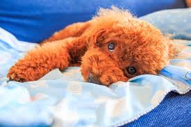 犬アレルギーは慣れる？犬アレルギーでも飼いやすい犬種を紹介 | ペットショップ 犬の家&猫の里 | 子犬だけでなく子猫の情報もたくさん