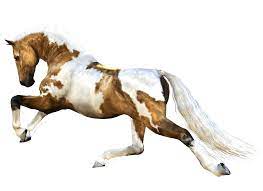 Brown And White Horse Png Image Horses Brown And White Horse Horse Decor