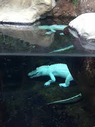 Aquario Jacare Albino Comida Para Viagem Jacaré, portuguese for alligator, may refer to: aquario jacare albino comida para viagem