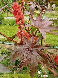 Image result for Ricinus