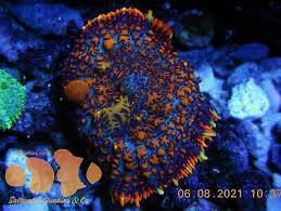 This powerball bounce mushroom is wysiwyg. Bounce Mushroom For Sale Picclick